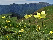 20 Estese fioriture di Pulsatilla alpina sulphurea (Anemone sulfureo) sul sent. 109 unificato sol 101